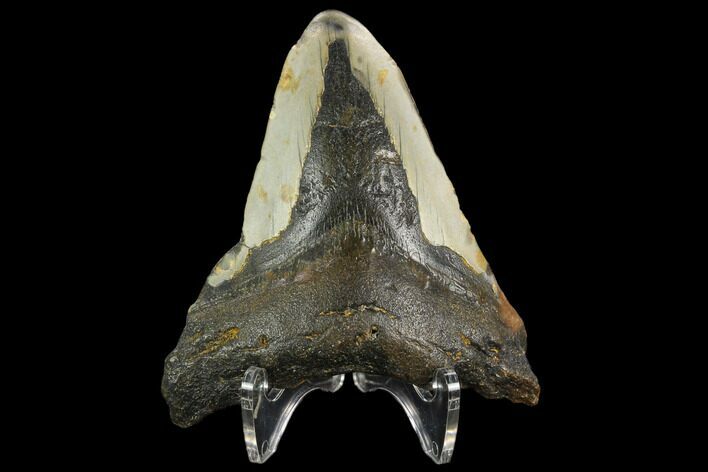 Bargain, Fossil Megalodon Tooth - North Carolina #124818